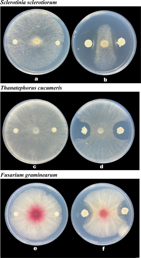 Frontiers Analysis Of The Antifungal Properties Of Bacillus