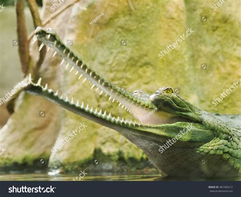 Gharial Gavialis Gangeticus Jaws 110 Teeth Stock Photo 481589212 ...