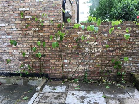 Buying A House With Japanese Knotweed Contact Us