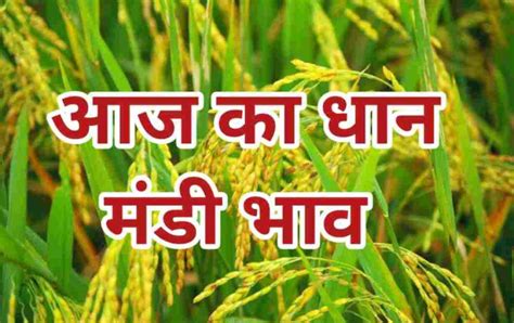 Paddy Rate Today 01 October आज का धान मंडी भाव 01 अक्टूबर 2023 को