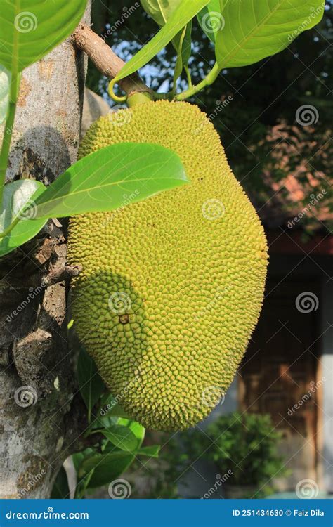 Nangka Vs Cempedak Safe Shipping | www.congress-intercultural.eu