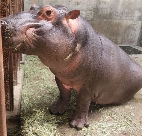 東武動物公園【公式】リュウくん On Twitter 昨日お知らせしたまんぷくくんのガチャガチャですが、ご好評につき本日完売いたしました😭