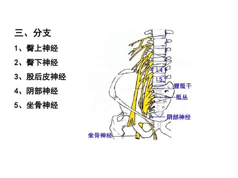 22 23 1 脊神经2胸神经前支、腰丛、骶丛word文档在线阅读与下载无忧文档