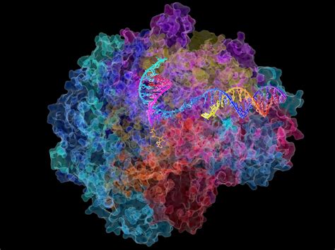 Messenger Rna Mrna Description Function Britannica