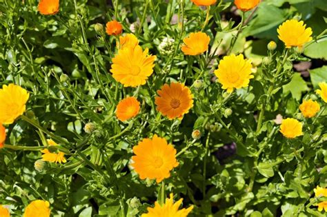 Premium Photo | Yellow orange flowers in the garden