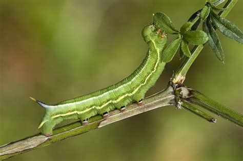 Hummingbird Hawk-moth: Identification, Life Cycle, Facts & Pictures