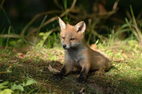 Nisäkkäät Wildlife Kallis · Ilmainen Valokuva Pixabayssa