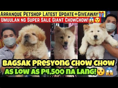 Bagsak Presyong Chow Chow Sa Arranque Petshop Paubos Sale As Low As P