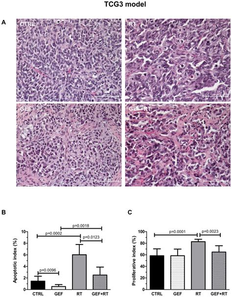 Gefitinib And Or Fractionated Radiotherapy Induced Morphological