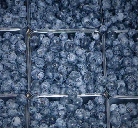Blueberries: Wiki facts for this cookery ingredient