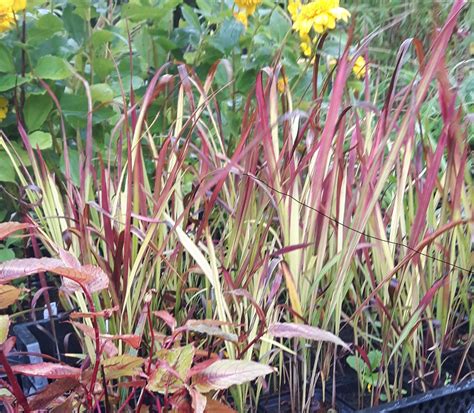 Imperata Cylindrica Red Baron De Tuinstek