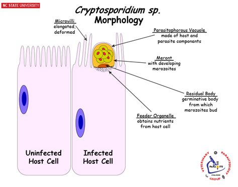 NCSU Veterinary Parasitology