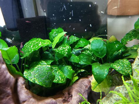 Does Anyone Know What These White Spots Are On My Anubias Nana S R