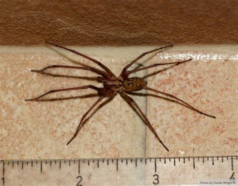 giant house spider uk - Lura Hutchings