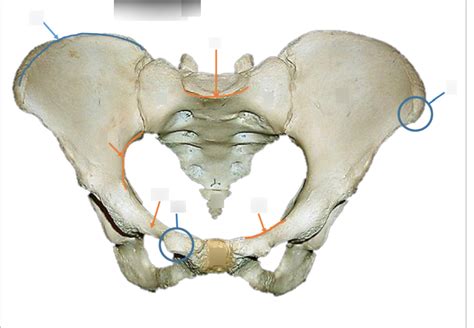 Bony Pelvis Diagram Quizlet