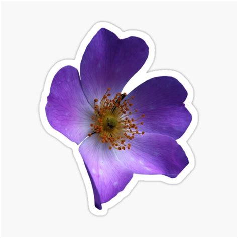 Purple Rose Sticker For Sale By Whatstick Redbubble