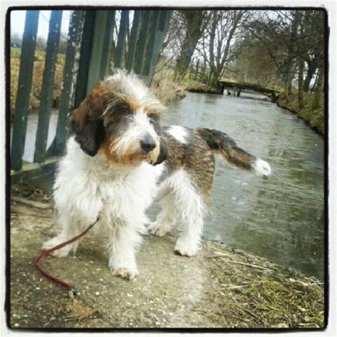 My lovely dog! Pbgv | Cute dog pictures, Dogs, I love dogs