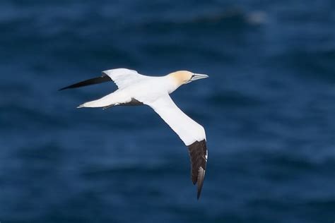 Restliche Aves Vögel Irland Mai Juni 2023 Kleintiergalerie