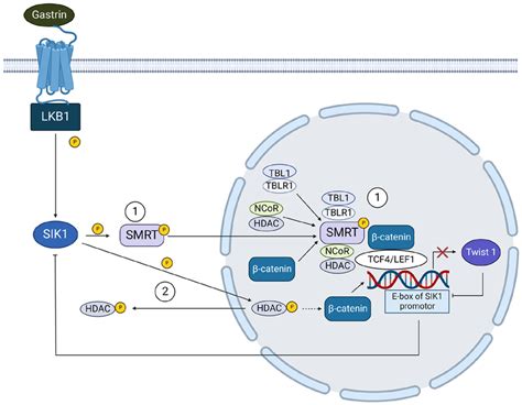 Sik Inhibits Tumor Cell Emt By Suppressing Catenin Signaling Pathway