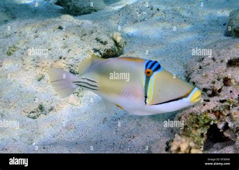 Arabian Picasso Triggerfish Rhinecanthus Assasi Eilat Red Sea