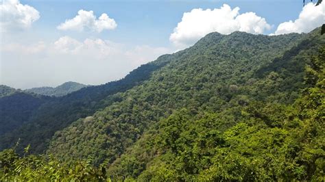 Birds photos from Darien, Panama (pt. 2 - Cerro Pirre)