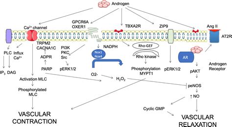 Androgens And Androgen Receptors As Determinants Of Vascular Sex