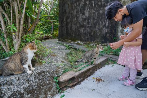 新北瑞芳景點》猴硐貓村景點半日遊，可愛貓星人、入村規則說明、咖啡廳、貓咪隧道樓梯 小腹婆大世界