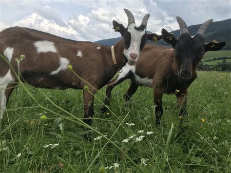 Tauernschecken Zutrauliche Ziegen Tauernschecken Kaufen Landwirt