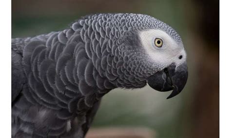 Researchers Test Intelligence Of African Grey Parrot