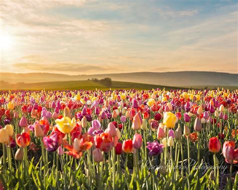 Tulip Field, Sunset Flower Field, Floral Landscape, Fine Art Print, Photography Print, Sunset ...