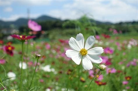 田原ふるさと公園のコスモス 2024年の見頃と現在の開花状況は？ 歩いてみたブログ