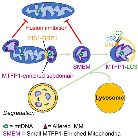 MTFP1 Controls Mitochondrial Fusion To Regulate Inner Membrane Quality