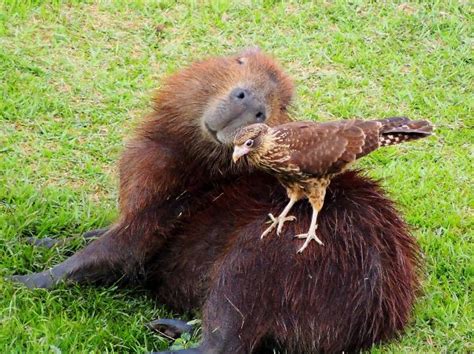 Why Do Animals Like Capybaras So Much? (18+ Pics) | Bored Panda