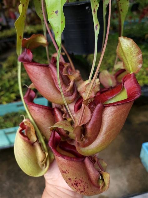 Nepenthes Mirabilis Wing X Viking X Ampullaria Red Vikings