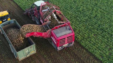 How To Harvest Sugar Beet And Processing Sugar Beet Into Sugar Youtube