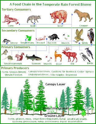 Amazon Rainforest Animals: Tropical Rainforest Food Web