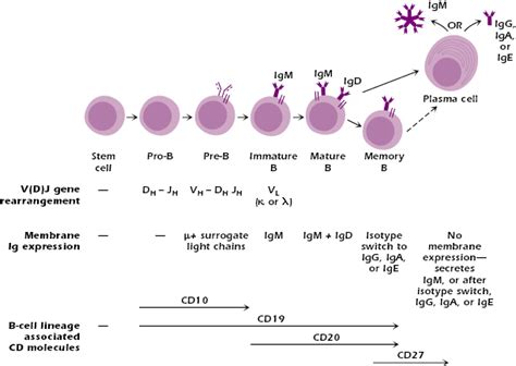 Mature B Cell