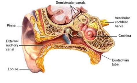 Ear Infection Diagram - exatin.info