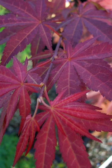 Buy Yezo Nishiki Japanese Maple Tree Free Shipping Wilson Bros