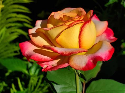 7 Great Yellow Roses With Red Tips Song Of Roses