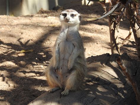 Meerkat At The Endangered Species Center In Hoedspruit South Africa