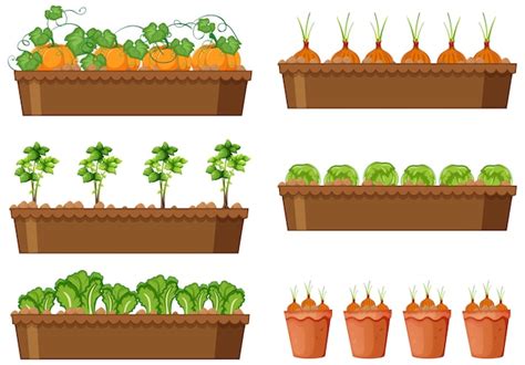 Vegetable Garden Clipart Images | Fasci Garden