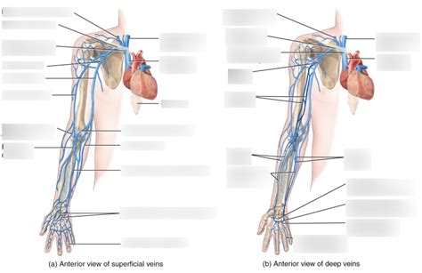 Systemic Veins Arms Diagram Quizlet