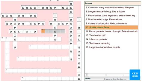 Anatomie Spielend Lernen Mit Lernspielen Kenhub