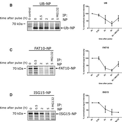 MHC Class I Cell Surface Expression Of Different Splenocyte