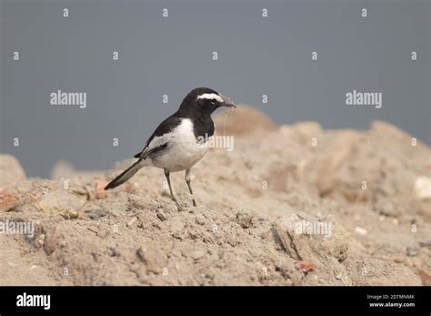 White Browed Wagtail Motacilla Maderaspatensis With Nesting Material