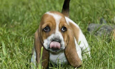 19 Amazing Facts About Basset Hounds You Might Not Know Pet Reader