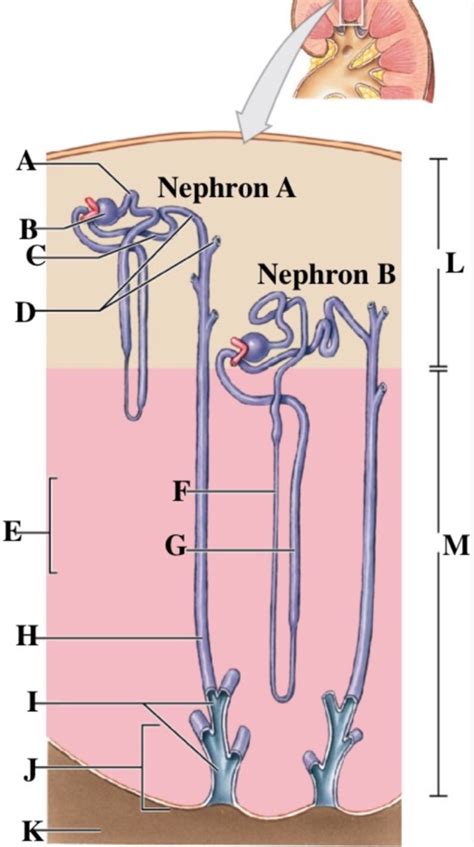 Kidney medulla and cortex Diagram | Quizlet