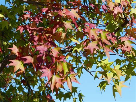 【葛飾区】紅葉がいち早く始まる！「モミジバフウ」が鮮やかに染まる水元公園の隠れた紅葉スポット（asa24） エキスパート Yahooニュース