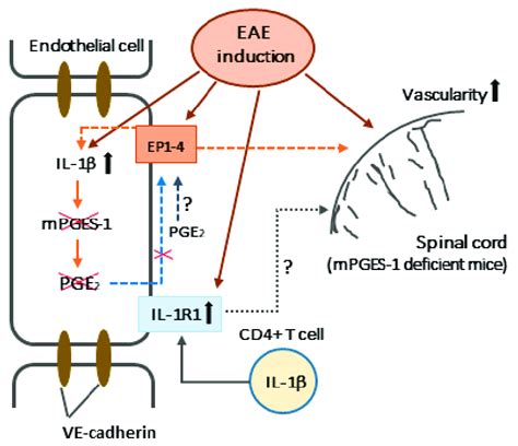 Scheme 2 Effects Of Microsomal PGE Synthase 1 MPGES 1 Deficiency On